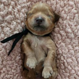 Black collar male - Brown male Shihpoo puppy in Williamsville, New York from Nell’s Doodle & Dolls