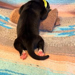 Yellow collar girl - Mantle female Great Dane puppy in Centennial, Colorado from Vanmar Great Danes of Colorado