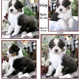 "Past litter" Australian Shepherd Puppies from Cedar Hill Australian Shepherds