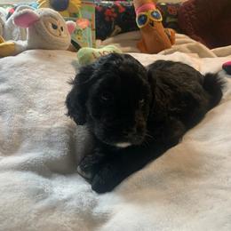Pepper - Black female Cavapoo puppy in Woodridge, New York from Woodland poodles and Cavapoos