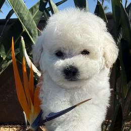 John B - White male Poodle puppy in Lake Elsinore, California from Amber's Bichon Frise and Poodles