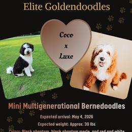 Bernedoodle puppies from Elite Goldendoodles and Bernedoodles