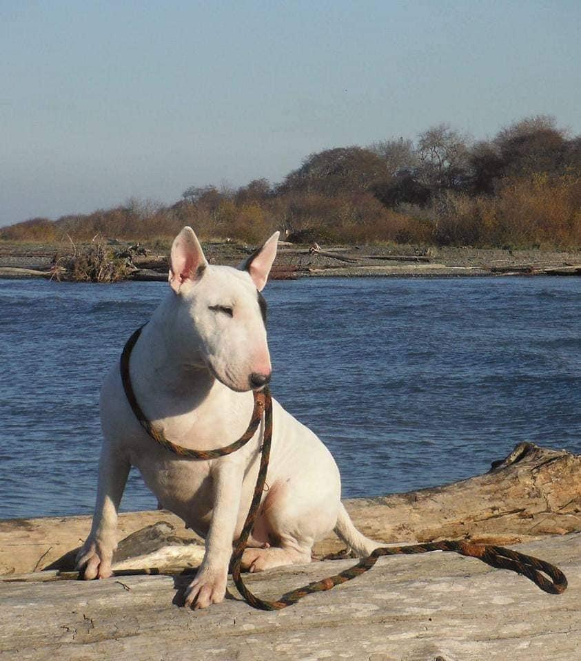 Rockbuster Bull Terriers in California | Bull Terrier puppies | Good Dog