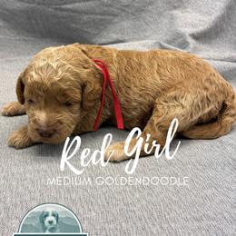 Red Girl - Apricot female Goldendoodle puppy in Travelers Rest, South Carolina from Bailey Mountain Doodles