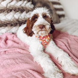 Pippa Rae - Goldendoodle