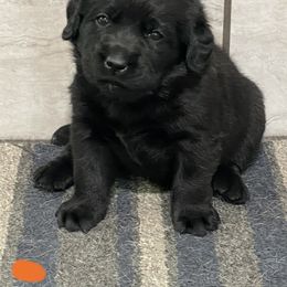 Labrador Retriever Puppies from Mystic River Labradors