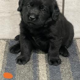 Labrador Retriever Puppies from Mystic River Labradors
