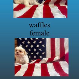 Shih Tzu Puppies from Fur Babies, LLC