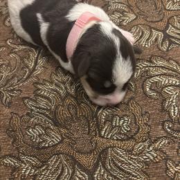 Panda(Pink) - Parti female Miniature Schnauzer puppy in Hemet, California from Feshia's Miniature Schnauzers