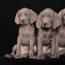 Weimaraner Puppies from About Time Weimaraners