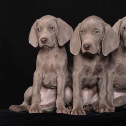 Weimaraner Puppies from About Time Weimaraners