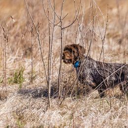 Wirehaired Pointing Griffons from Natural State Griffons