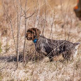 Wirehaired Pointing Griffons from Natural State Griffons