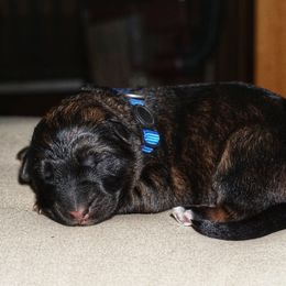 Cheese - Sable male German Shepherd puppy in Pickens, South Carolina from Von Maqqedah Haus German Shepherds