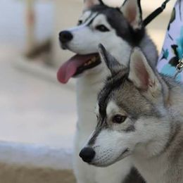 Siberian Huskies from Shadow Wood Forest Kennel