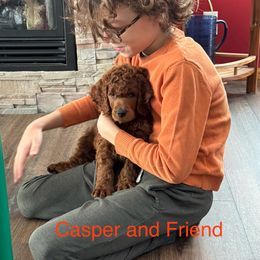 Casper - Red  male Poodle puppy in Mondovi, Wisconsin from Araeah's Red Standard Poodles