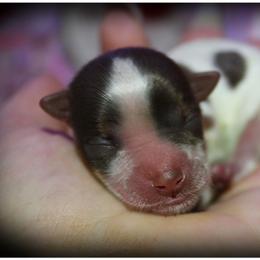 Amethyst - Chocolate, tan and white female Yorkshire Terrier puppy in Warren, Michigan from Danielle's Yorkie & Shih Tzu Babies