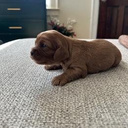 Cinnamon - Ruby female Cavalier King Charles Spaniel puppy in Columbus Ga, Georgia from Sweet Southern Cavaliers and Chihuahuas