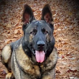 Viggo - German Shepherd