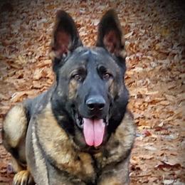 Viggo - German Shepherd