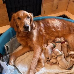 Golden Retriever Puppies from Wishaw Whisky Golden Retrievers