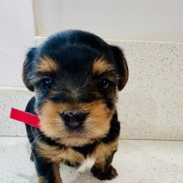 Red - Black and gold male Yorkshire Terrier puppy in Bakersfield, California from Erika's Yorkshire Terriers