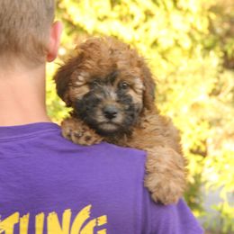 Kelly - Wheaten male Whoodle puppy in West Bend, Iowa from Blue Skies Terriers
