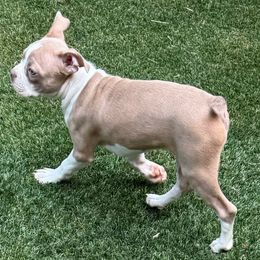 Ananya Awa - Lilac female Boston Terrier puppy in Monroe, Washington from Nordkyn Boston Terriers