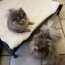 Pomeranian Puppies from Hummingbird & Fox