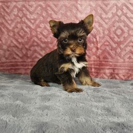 Celebrity - Chocolate and tan female Yorkshire Terrier puppy in Polk City, Florida from Yorkies by Casey