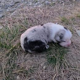 Drake - Blue merle male Miniature Australian Shepherd puppy in Leonard, Texas from Tin Roof Aussies