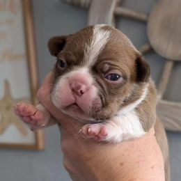 Boston Terrier Puppies from All American Boston Terriers