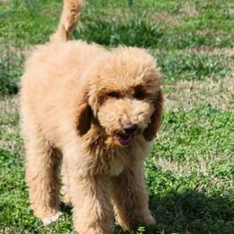 Daisy - Apricot female Goldendoodle puppy in Blountsville, Alabama from Southern Charm Goldendoodles