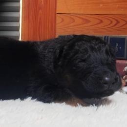 Wednesdays - Pink Collar - Black and red female German Shepherd puppy in Charlotte, North Carolina from Zuflucht K9s