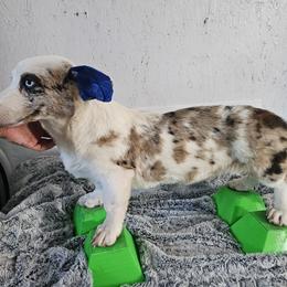Boy 3 - Blue merle and white male Cardigan Welsh Corgi puppy in Natchitoches. La, Louisiana from Bleu Bayou Corgis
