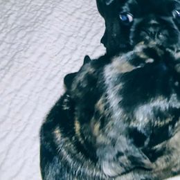 Pugs from Brenda Marquez