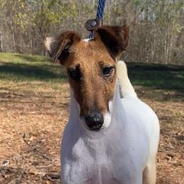 Lily - Smooth Fox Terrier