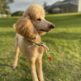 Summer - Poodle
