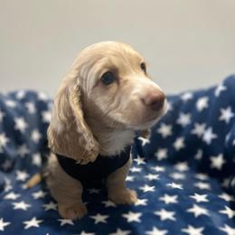 Blue boy - Cream male Dachshund puppy in Kissimmee, Florida from Dazzling Frenchies and Doxies