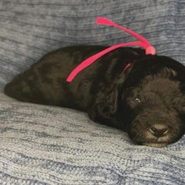 Emmy - Black female Cockapoo puppy in Bedford, Iowa from Our Father’s Doodles