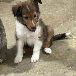 Green - White and sable male Shetland Sheepdog puppy in Fontanelle, Iowa from Jensen Farms Shelties