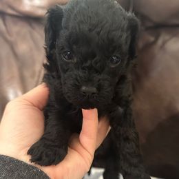 Bean - Black male Havapoo puppy in Lake Ann, Michigan from Riyem Wildflower Farms