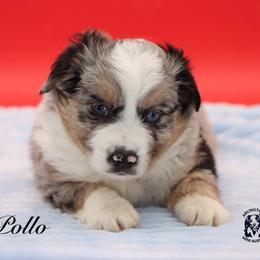 Rabbit - Blue merle male Miniature Australian Shepherd puppy in Weeki Wachee, Florida from Arlington's Mini Aussies