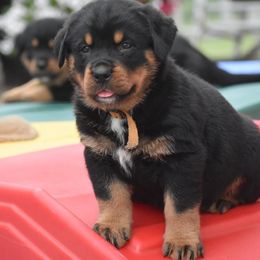 Aspen - Black and mahogany female Rottweiler puppy in Catawissa, Pennsylvania from Sharp Ridge Rottweilers