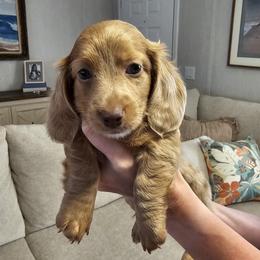 Brownie - Dapple male Dachshund puppy in Killen, Alabama from Barker's Corner