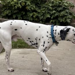 Dadi - Dalmatian
