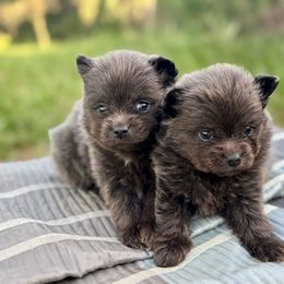Puppy 2 - Blue male Pomeranian puppy in Inverness, Florida from Pompadorable Poms
