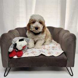 Mike Black Collar Male - Yellow and white male Bernedoodle puppy in Peoria, Arizona from Wroth's Pawsibilities