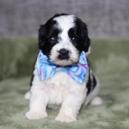 Little Bear - Black and chalk male Australian Labradoodle puppy in Calhoun, Louisiana from Arrowhead Australian Labradoodles