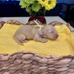 White girl - Cream female Dachshund puppy in Fallon, Nevada from Silver State Dachshunds